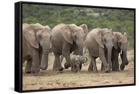 African Elephant (Loxodonta Africana) Family, Addo Elephant National Park, South Africa, Africa-James Hager-Framed Stretched Canvas