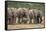 African Elephant (Loxodonta Africana) Family, Addo Elephant National Park, South Africa, Africa-James Hager-Framed Stretched Canvas