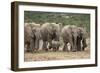 African Elephant (Loxodonta Africana) Family, Addo Elephant National Park, South Africa, Africa-James Hager-Framed Photographic Print