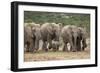 African Elephant (Loxodonta Africana) Family, Addo Elephant National Park, South Africa, Africa-James Hager-Framed Photographic Print