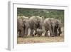 African Elephant (Loxodonta Africana) Family, Addo Elephant National Park, South Africa, Africa-James Hager-Framed Photographic Print