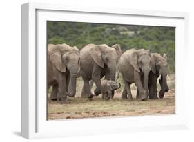 African Elephant (Loxodonta Africana) Family, Addo Elephant National Park, South Africa, Africa-James Hager-Framed Photographic Print