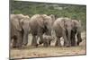 African Elephant (Loxodonta Africana) Family, Addo Elephant National Park, South Africa, Africa-James Hager-Mounted Photographic Print