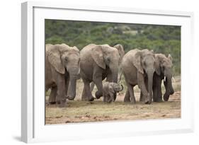 African Elephant (Loxodonta Africana) Family, Addo Elephant National Park, South Africa, Africa-James Hager-Framed Photographic Print