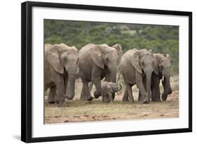 African Elephant (Loxodonta Africana) Family, Addo Elephant National Park, South Africa, Africa-James Hager-Framed Photographic Print