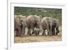 African Elephant (Loxodonta Africana) Family, Addo Elephant National Park, South Africa, Africa-James Hager-Framed Photographic Print