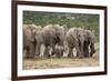 African Elephant (Loxodonta Africana) Family, Addo Elephant National Park, South Africa, Africa-James Hager-Framed Photographic Print