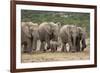 African Elephant (Loxodonta Africana) Family, Addo Elephant National Park, South Africa, Africa-James Hager-Framed Photographic Print