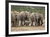 African Elephant (Loxodonta Africana) Family, Addo Elephant National Park, South Africa, Africa-James Hager-Framed Photographic Print