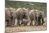 African Elephant (Loxodonta Africana) Family, Addo Elephant National Park, South Africa, Africa-James Hager-Mounted Photographic Print