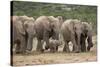 African Elephant (Loxodonta Africana) Family, Addo Elephant National Park, South Africa, Africa-James Hager-Stretched Canvas