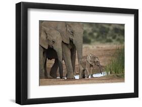 African Elephant (Loxodonta Africana) Family, Addo Elephant National Park, South Africa, Africa-James Hager-Framed Photographic Print