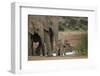 African Elephant (Loxodonta Africana) Family, Addo Elephant National Park, South Africa, Africa-James Hager-Framed Photographic Print