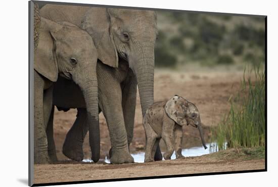 African Elephant (Loxodonta Africana) Family, Addo Elephant National Park, South Africa, Africa-James Hager-Mounted Photographic Print