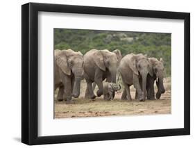 African Elephant (Loxodonta Africana) Family, Addo Elephant National Park, South Africa, Africa-James Hager-Framed Premium Photographic Print