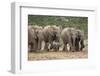 African Elephant (Loxodonta Africana) Family, Addo Elephant National Park, South Africa, Africa-James Hager-Framed Premium Photographic Print