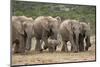 African Elephant (Loxodonta Africana) Family, Addo Elephant National Park, South Africa, Africa-James Hager-Mounted Premium Photographic Print