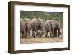 African Elephant (Loxodonta Africana) Family, Addo Elephant National Park, South Africa, Africa-James Hager-Framed Photographic Print