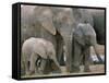 African Elephant (Loxodonta Africana), Greater Addo National Park, South Africa, Africa-Steve & Ann Toon-Framed Stretched Canvas