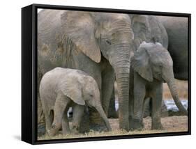 African Elephant (Loxodonta Africana), Greater Addo National Park, South Africa, Africa-Steve & Ann Toon-Framed Stretched Canvas