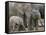 African Elephant (Loxodonta Africana), Greater Addo National Park, South Africa, Africa-Steve & Ann Toon-Framed Stretched Canvas