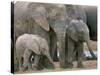 African Elephant (Loxodonta Africana), Greater Addo National Park, South Africa, Africa-Steve & Ann Toon-Stretched Canvas