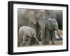 African Elephant (Loxodonta Africana), Greater Addo National Park, South Africa, Africa-Steve & Ann Toon-Framed Photographic Print