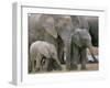 African Elephant (Loxodonta Africana), Greater Addo National Park, South Africa, Africa-Steve & Ann Toon-Framed Photographic Print