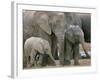 African Elephant (Loxodonta Africana), Greater Addo National Park, South Africa, Africa-Steve & Ann Toon-Framed Photographic Print