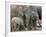 African Elephant (Loxodonta Africana), Greater Addo National Park, South Africa, Africa-Steve & Ann Toon-Framed Photographic Print