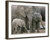 African Elephant (Loxodonta Africana), Greater Addo National Park, South Africa, Africa-Steve & Ann Toon-Framed Photographic Print