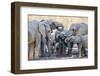 African elephant (Loxodonta africana), herd drinking at a watering hole, Okavango Delta, Botswana-Michael Nolan-Framed Photographic Print