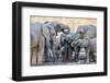 African elephant (Loxodonta africana), herd drinking at a watering hole, Okavango Delta, Botswana-Michael Nolan-Framed Photographic Print