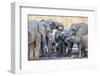 African elephant (Loxodonta africana), herd drinking at a watering hole, Okavango Delta, Botswana-Michael Nolan-Framed Photographic Print