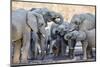 African elephant (Loxodonta africana), herd drinking at a watering hole, Okavango Delta, Botswana-Michael Nolan-Mounted Photographic Print