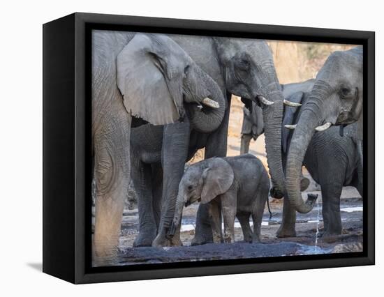 African elephant (Loxodonta africana), herd drinking at a watering hole, Okavango Delta, Botswana-Michael Nolan-Framed Stretched Canvas