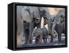 African elephant (Loxodonta africana), herd drinking at a watering hole, Okavango Delta, Botswana-Michael Nolan-Framed Stretched Canvas