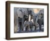 African elephant (Loxodonta africana), herd drinking at a watering hole, Okavango Delta, Botswana-Michael Nolan-Framed Photographic Print