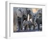 African elephant (Loxodonta africana), herd drinking at a watering hole, Okavango Delta, Botswana-Michael Nolan-Framed Photographic Print