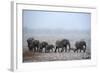 African Elephant (Loxodonta Africana) Herd with Calves-Eric Baccega-Framed Photographic Print