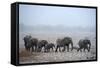 African Elephant (Loxodonta Africana) Herd with Calves-Eric Baccega-Framed Stretched Canvas