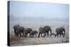 African Elephant (Loxodonta Africana) Herd with Calves-Eric Baccega-Stretched Canvas