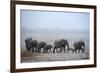 African Elephant (Loxodonta Africana) Herd with Calves-Eric Baccega-Framed Photographic Print