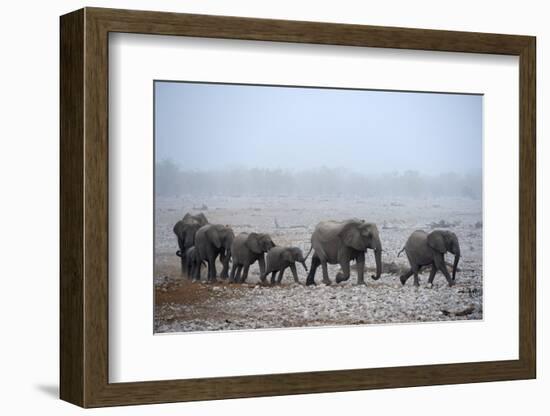 African Elephant (Loxodonta Africana) Herd with Calves-Eric Baccega-Framed Photographic Print