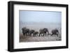 African Elephant (Loxodonta Africana) Herd with Calves-Eric Baccega-Framed Photographic Print