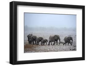 African Elephant (Loxodonta Africana) Herd with Calves-Eric Baccega-Framed Photographic Print