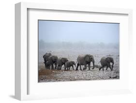 African Elephant (Loxodonta Africana) Herd with Calves-Eric Baccega-Framed Photographic Print