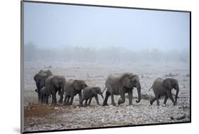 African Elephant (Loxodonta Africana) Herd with Calves-Eric Baccega-Mounted Photographic Print