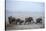 African Elephant (Loxodonta Africana) Herd with Calves-Eric Baccega-Stretched Canvas