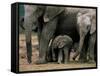 African Elephant (Loxodonta Africana) in Matriarchal Group, South Africa, Africa-Steve & Ann Toon-Framed Stretched Canvas